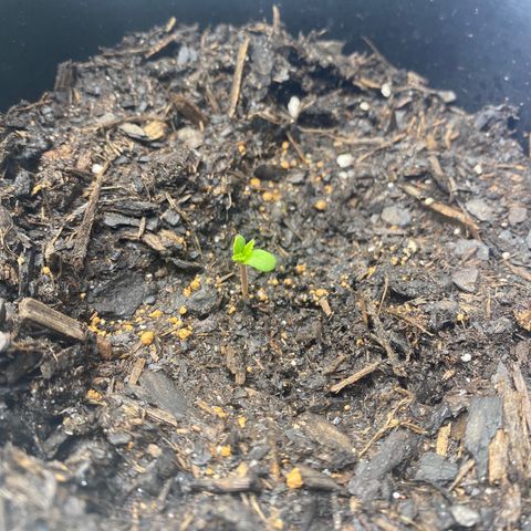 Wild A(Purple Stuff) growlog timeline photo