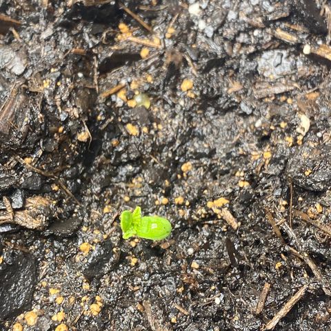 Wild A(Purple Stuff) growlog timeline photo