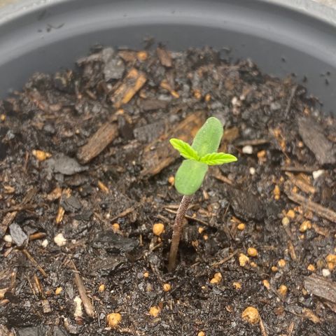Wild A(Purple Stuff) growlog timeline photo