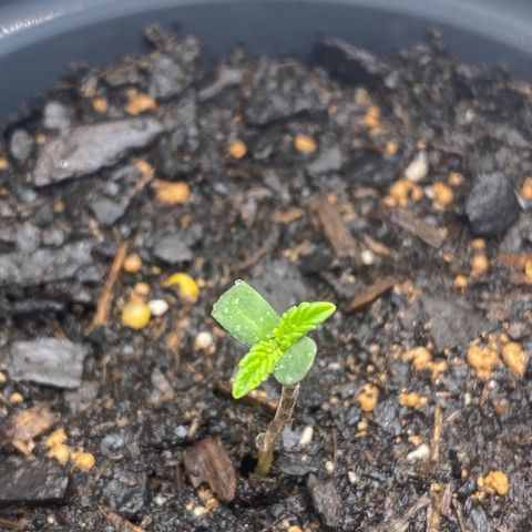 Wild A(Purple Stuff) growlog timeline photo