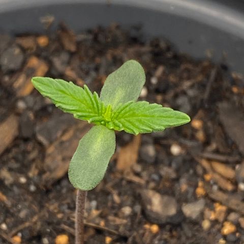 Wild A(Purple Stuff) growlog timeline photo