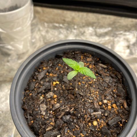 Wild A(Purple Stuff) growlog timeline photo
