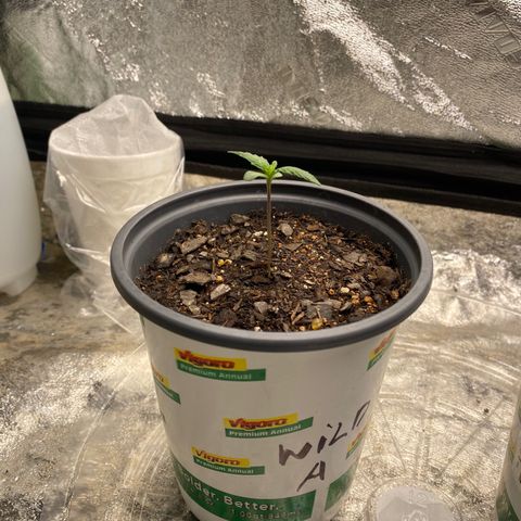 Wild A(Purple Stuff) growlog photo: A looks good, soil at top looks damp/moist.