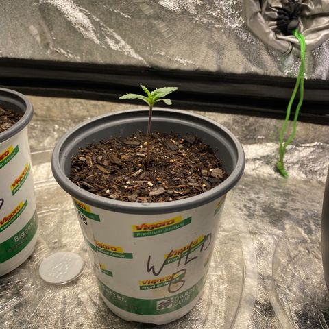Wild A(Purple Stuff) growlog photo: B looks the “healthiest” at the moment. Top soil looks damp/wet.
