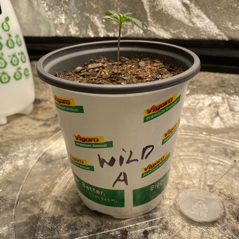Wild A(Purple Stuff) growlog photo: Before watering 