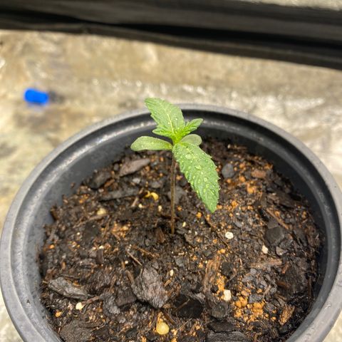 Wild A(Purple Stuff) growlog photo: After Watering 