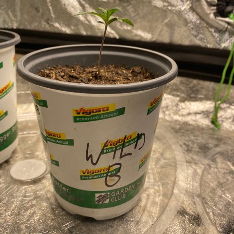 Wild A(Purple Stuff) growlog photo: Before watering 