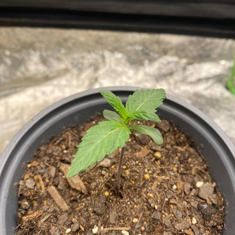 Wild A(Purple Stuff) growlog photo: Before watering 