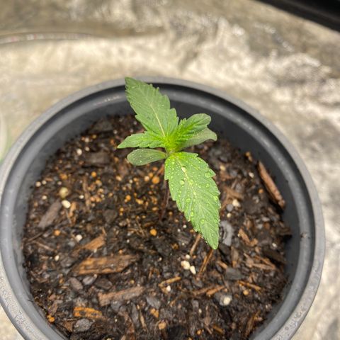 Wild A(Purple Stuff) growlog photo: After Watering 