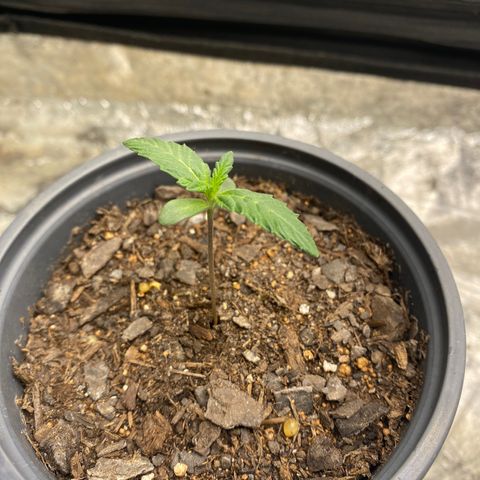 Wild A(Purple Stuff) growlog photo: Before watering 