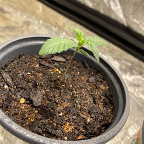 Wild A(Purple Stuff) growlog photo: All my babies have a small lean to them. I’ve noticed it since yesterday but other than that they all seem fine