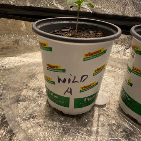 Wild A(Purple Stuff) growlog photo: All my babies have a small lean to them. I’ve noticed it since yesterday but other than that they all seem fine