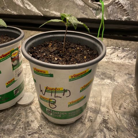 Wild A(Purple Stuff) growlog photo: All my babies have a small lean to them. I’ve noticed it since yesterday but other than that they all seem fine