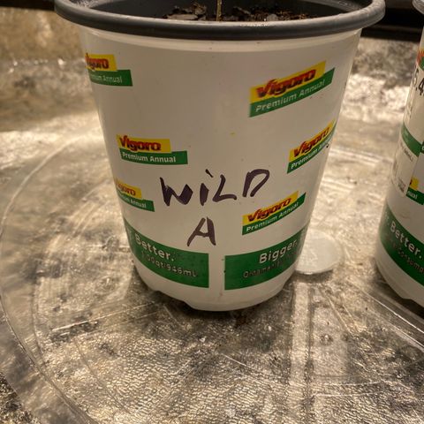 Wild A(Purple Stuff) growlog photo: All my babies have a small lean to them. I’ve noticed it since yesterday but other than that they all seem fine
