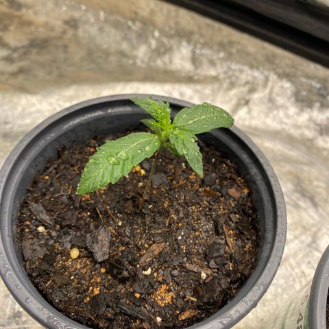Wild A(Purple Stuff) growlog photo: All my babies have a small lean to them. I’ve noticed it since yesterday but other than that they all seem fine