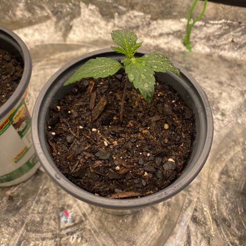 Wild A(Purple Stuff) growlog photo: All my babies have a small lean to them. I’ve noticed it since yesterday but other than that they all seem fine