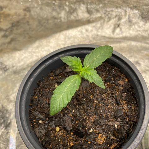 Wild A(Purple Stuff) growlog photo: All my babies have a small lean to them. I’ve noticed it since yesterday but other than that they all seem fine