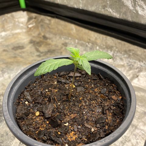 Wild A(Purple Stuff) growlog photo: All my babies have a small lean to them. I’ve noticed it since yesterday but other than that they all seem fine