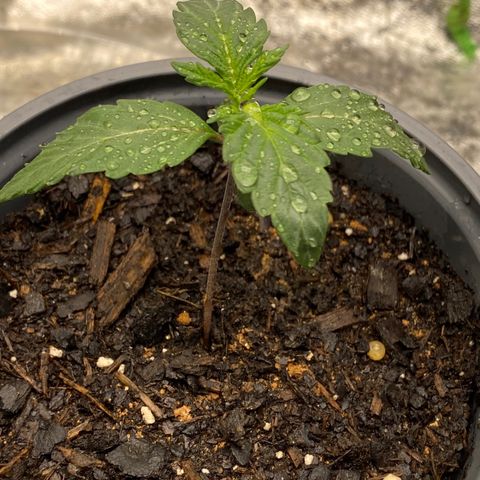 Wild A(Purple Stuff) growlog photo: All my babies have a small lean to them. I’ve noticed it since yesterday but other than that they all seem fine