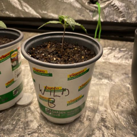 Wild A(Purple Stuff) growlog photo: All my babies have a small lean to them. I’ve noticed it since yesterday but other than that they all seem fine