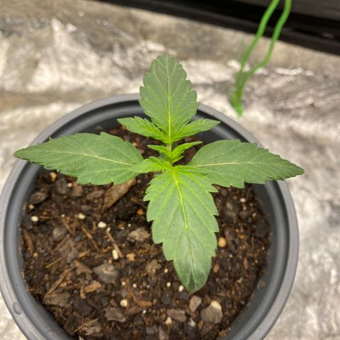 Wild A(Purple Stuff) growlog photo: Progress. SubtleGrowth