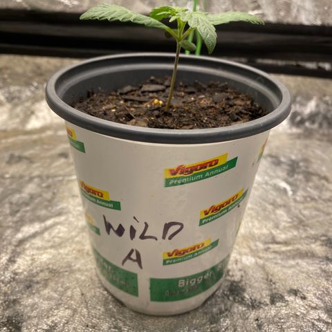 Wild A(Purple Stuff) growlog photo: Progress. SubtleGrowth