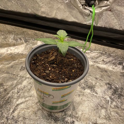 Wild A(Purple Stuff) growlog photo: Progress. SubtleGrowth