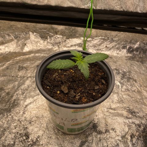 Wild A(Purple Stuff) growlog photo: Progress. SubtleGrowth