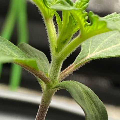 Wild A(Purple Stuff) growlog photo: Progress. SubtleGrowth