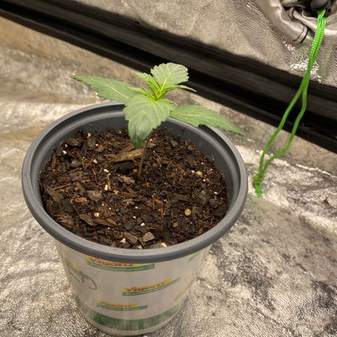 Wild A(Purple Stuff) growlog photo: Progress. SubtleGrowth