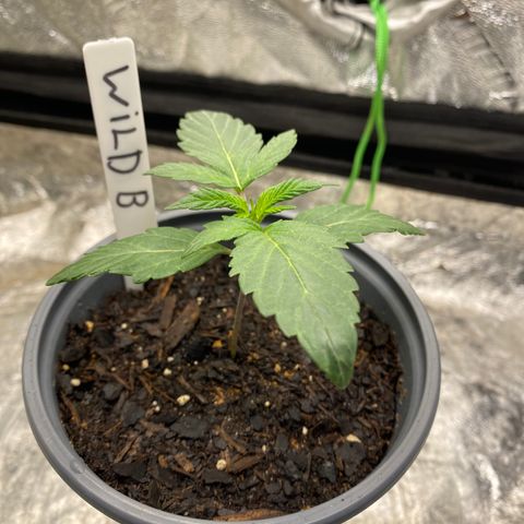 Wild A(Purple Stuff) growlog photo: Looking great 😊 