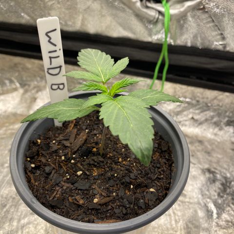 Wild A(Purple Stuff) growlog photo: Looking great 😊 