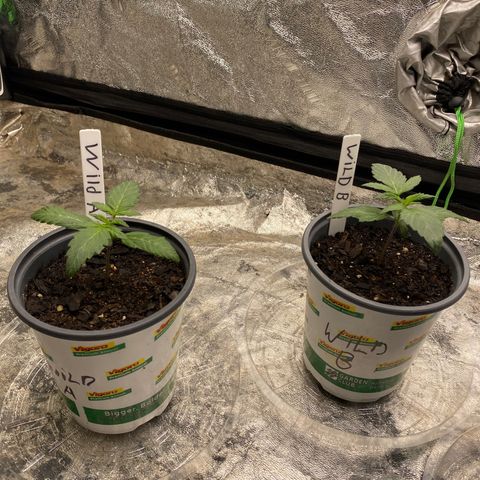 Wild A(Purple Stuff) growlog photo: Looking great 😊 