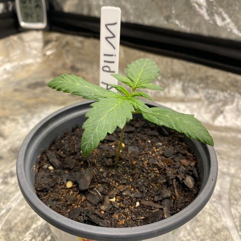 Wild A(Purple Stuff) growlog photo: Looking great 😊 