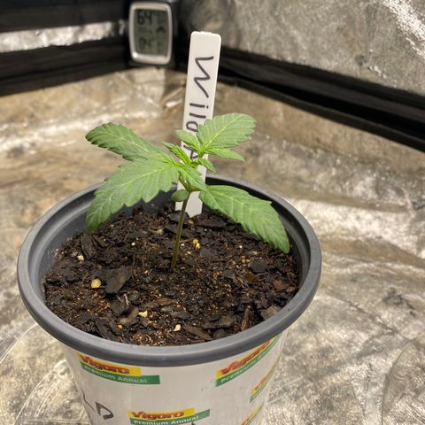 Wild A(Purple Stuff) growlog timeline photo