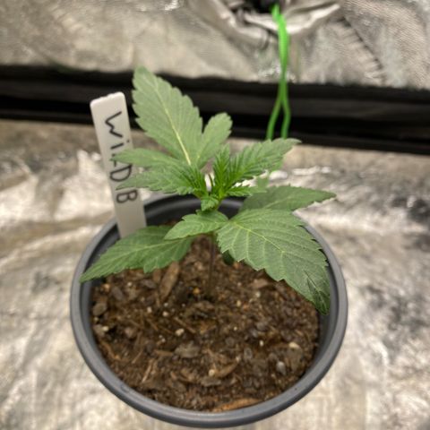 Wild A(Purple Stuff) growlog photo: I know the stems are purple-ish/red but these regs came from purple flowers. Not too concerned but definitely got my 👀 on em’