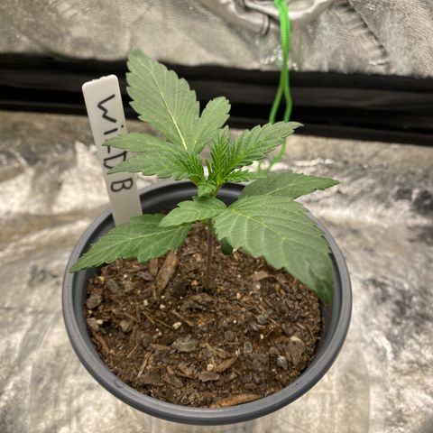 Wild A(Purple Stuff) growlog photo: I know the stems are purple-ish/red but these regs came from purple flowers. Not too concerned but definitely got my 👀 on em’