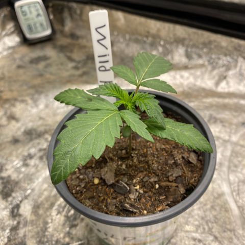 Wild A(Purple Stuff) growlog photo: I know the stems are purple-ish/red but these regs came from purple flowers. Not too concerned but definitely got my 👀 on em’