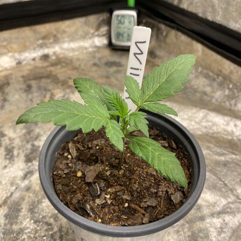 Wild A(Purple Stuff) growlog photo: I know the stems are purple-ish/red but these regs came from purple flowers. Not too concerned but definitely got my 👀 on em’