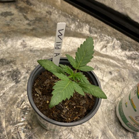 Wild A(Purple Stuff) growlog photo: I know the stems are purple-ish/red but these regs came from purple flowers. Not too concerned but definitely got my 👀 on em’
