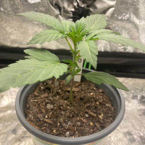 Wild A(Purple Stuff) growlog photo: A looks a bit sad, probably over or under watering. While B looks nice and strong