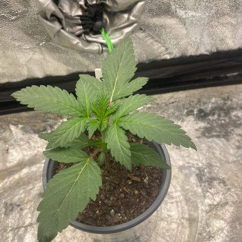 Wild A(Purple Stuff) growlog photo: A looks a bit sad, probably over or under watering. While B looks nice and strong