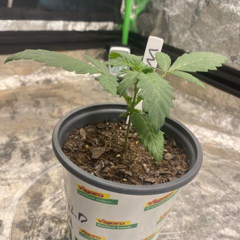 Wild A(Purple Stuff) growlog photo: A looks a bit sad, probably over or under watering. While B looks nice and strong