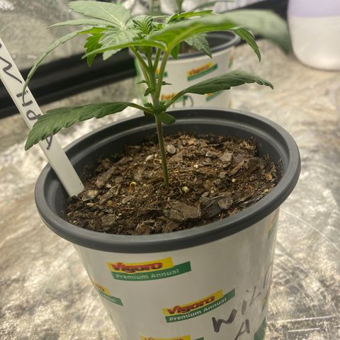 Wild A(Purple Stuff) growlog photo: A looks a bit sad, probably over or under watering. While B looks nice and strong