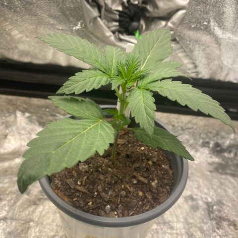 Wild A(Purple Stuff) growlog photo: A looks a bit sad, probably over or under watering. While B looks nice and strong