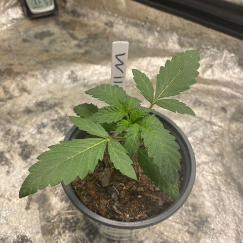 Wild A(Purple Stuff) growlog photo: A looks a bit sad, probably over or under watering. While B looks nice and strong