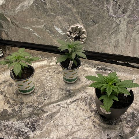 Wild A(Purple Stuff) growlog photo: Watered.