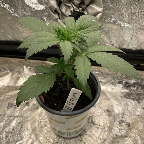 Wild A(Purple Stuff) growlog timeline photo