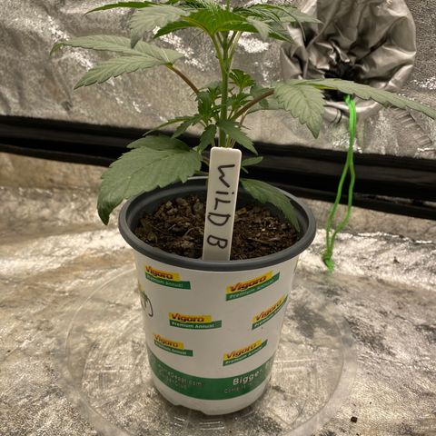 Wild A(Purple Stuff) growlog timeline photo