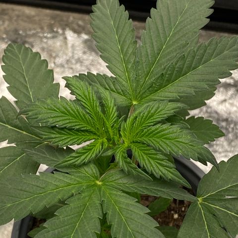 Wild A(Purple Stuff) growlog timeline photo
